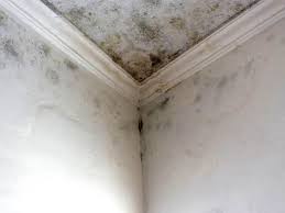 Best Commercial Mold Inspection  in Yoakum, TX