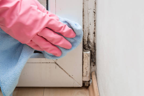 Best Mold Odor Removal Services  in Yoakum, TX